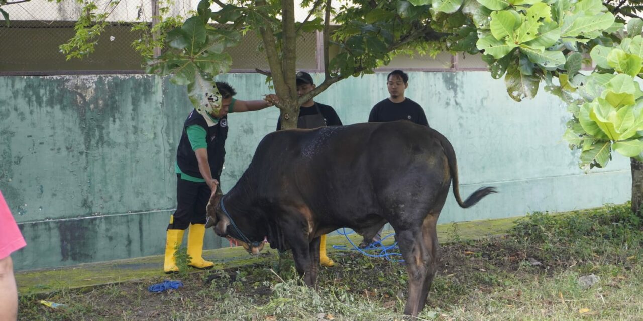 SMAN 1 Ngaglik Gelar Latihan Penyembelihan Hewan Kurban Pada Iduladha 1447 H