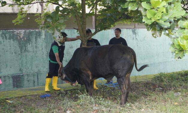 SMAN 1 Ngaglik Gelar Latihan Penyembelihan Hewan Kurban Pada Iduladha 1447 H